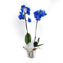 Orquídea azul Orquídea azul