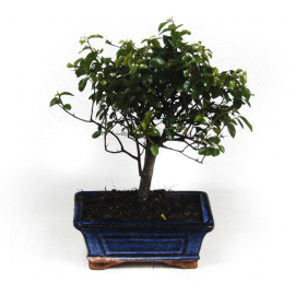 Bonsai Bonsai
