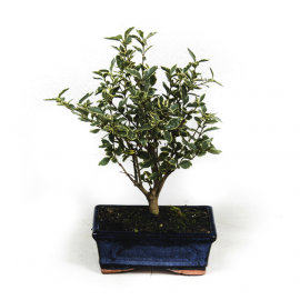 Bonsai Bonsai