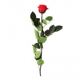 Rosa eterna preservada Rosa eterna preservada