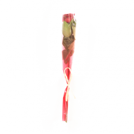 Rosa roja para regalo Rosa roja para regalo