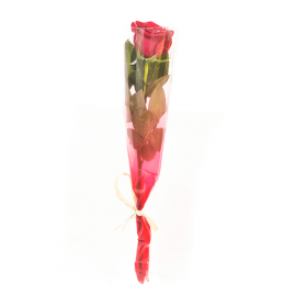 Rosa roja con envoltorio Rosa roja con envoltorio