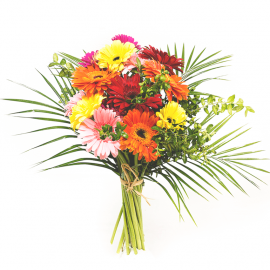 Gerberas de colores Gerberas de colores