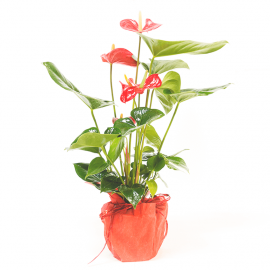 Anthurium rojo Anthurium rojo