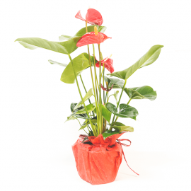 Anthurium rojo Anthurium rojo