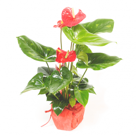 Anthurium rojo Anthurium rojo