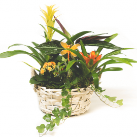 Cesta de plantas variadas Cesta de plantas variadas