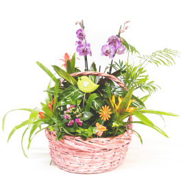 Cesta con orquídea Cesta con orquídea