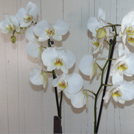 Planta de orquídea blanca Planta de orquídea blanca