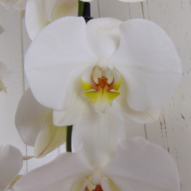 Regalar orquídea blanca Regalar orquídea blanca