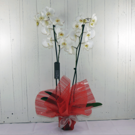 Orquídea blanca Orquídea blanca