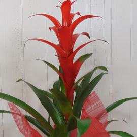Planta guzmania roja Planta guzmania roja