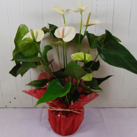 Anthurium blanco Anthurium blanco