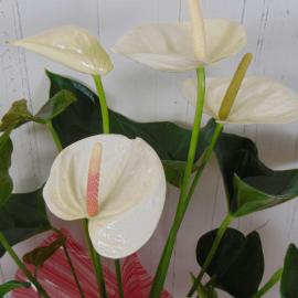 Planta anthurium blanco Planta anthurium blanco