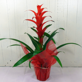 Guzmania grande Guzmania grande