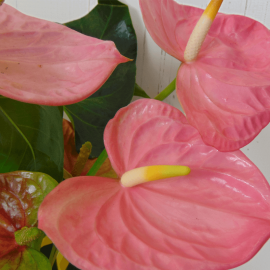 Planta de anthurium rosa Planta de anthurium rosa