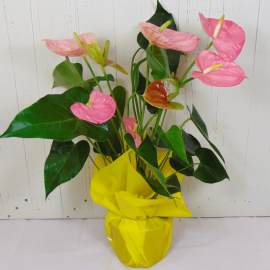 Anthurium rosa Anthurium rosa
