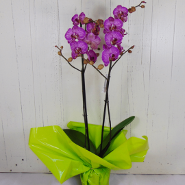Orquídea morada Orquídea morada