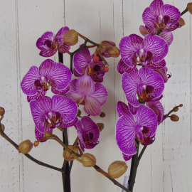 Orquídea morada Orquídea morada