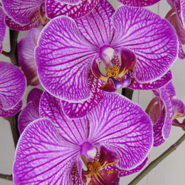 Orquídea morada Orquídea morada