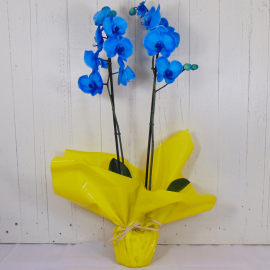 Orquídea azul Orquídea azul
