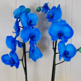 Orquídea azul Orquídea azul