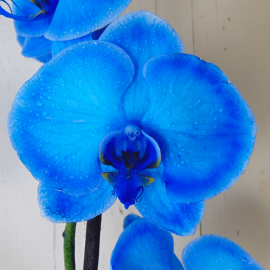 Orquídea azul Orquídea azul