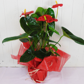 Anthurium rojo Anthurium rojo