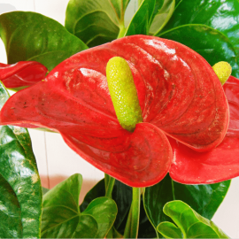 Planta anthurium rojo Planta anthurium rojo