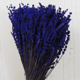 Lavanda preservada Lavanda preservada